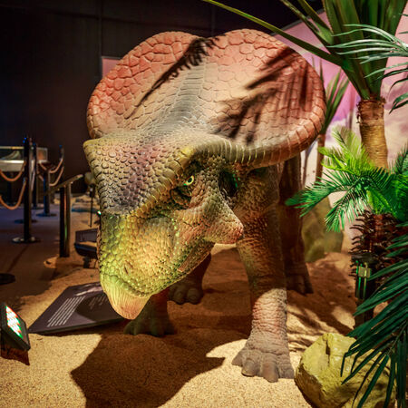 Portland, Oregon - AUGUST 2, 2014: A lively Protoceratops is on exhibition as part of "Dinasours Unearthed" in Oregon Museum of Science and Industry.のeditorial素材