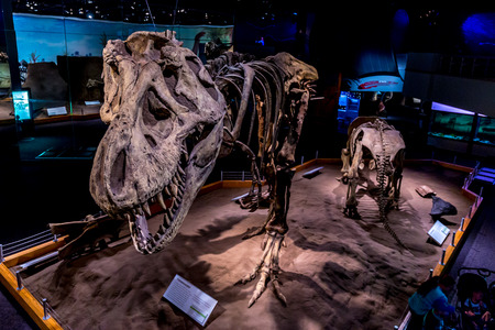 Drumheller, AB Canada - AUGUST 14, 2014: Fossil of Dinosour is on exhibition in Royal Tyrrell Museum of Palaeontology.のeditorial素材