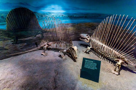 Drumheller, AB Canada - AUGUST 14, 2014: Dimetrodon fossil is on exhibition in Royal Tyrrell Museum of Palaeontology.のeditorial素材