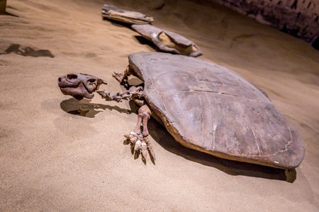 Drumheller, AB Canada - AUGUST 14, 2014: Basilemys fossil is on exhibition in Royal Tyrrell Museum...