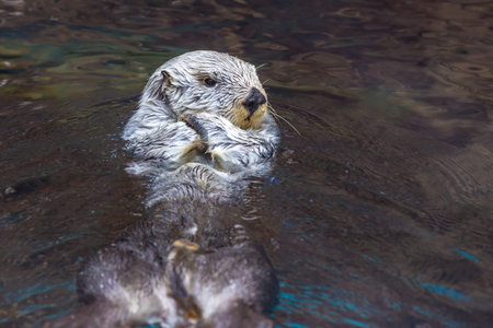 Close up shot of a sea otter.