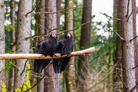 Pair of rescued California Condors perching on the tree branch.の写真素材