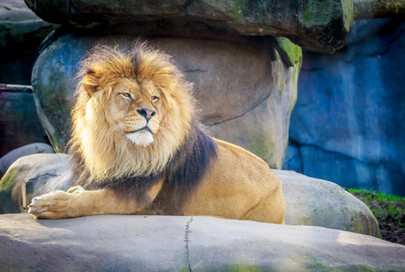 Mighty male lion resting on a rock.の写真素材