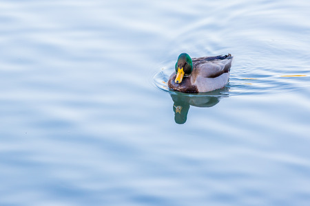 Mallard swimming leisurely, with reflection showing in the water.の写真素材