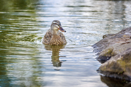 Single female mallard swims by the river bank.の写真素材