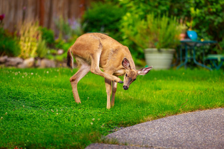Wild mule deer strides in suburban backyard scratching head with rear hoof.の写真素材