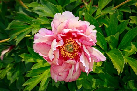 Beautiful peony flower blooms in the garden.の写真素材