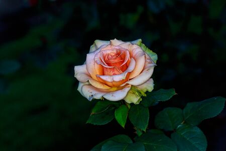 Beautiful rose blooms in Washington Park, International Rose Test Garden, Portland, Oregon.のeditorial素材