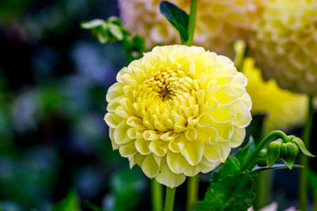 Closeup of dahlia flower in full bloom in the garden.の写真素材