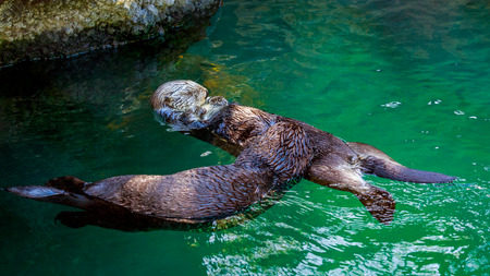 Two southern sea otters float on water, one lying on the other's stomachの写真素材