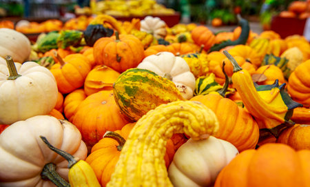 Varieties of pumpkin and squash harvested in the fall, leading towards Halloween and Thanksgiving.