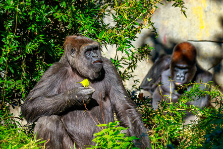 Two western lowland Gorillas hanging out in the open area.の写真素材