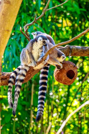 Ring-tailed Lemur (Lemur catta) play on the tree branch.の写真素材