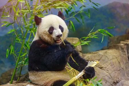 Hungry giant panda bear eating bamboo.の写真素材