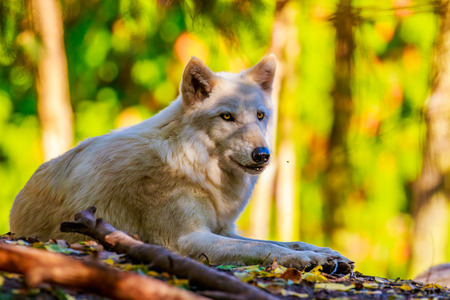 Gray wolf rests in the woods, of Woodland Park Zoo.の写真素材