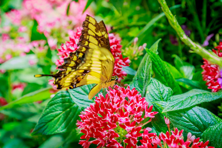 Beautiful butterfly observed in the Butterfly Conservatory of American Museum of Natural History.の写真素材