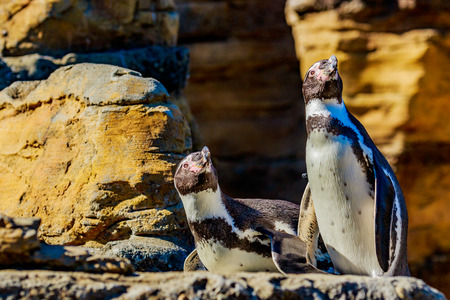 Two Humboldt Penguins accompany each other on the rock.の写真素材