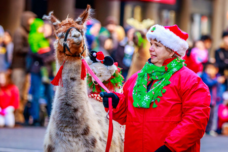 Portland, Oregon, USA - November 27, 2015: The Llamas of Southwest Washington in the annual My Macy's holiday Parade across Portland Downtown.のeditorial素材