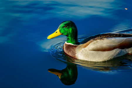 Male mallard duck swimming leisurely, with reflection showing in the water.の写真素材