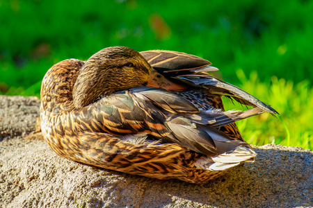 Female mallard duck hiding beak in feathers on its back.の写真素材