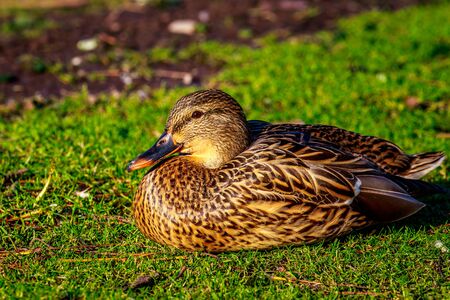 Female mallard duck sitting on the meadow, at sunset.の写真素材