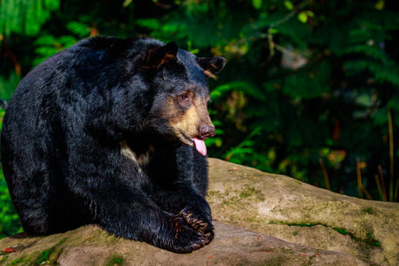 Close-up of an american black bear, sunbathing on a rock.