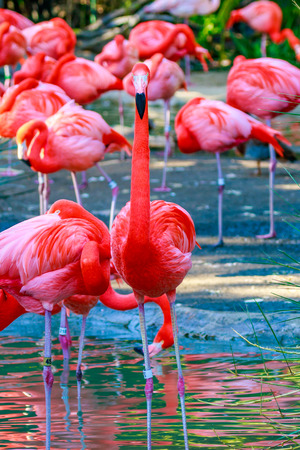 A group of red falmingos wading in water.の写真素材