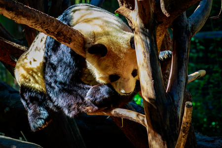 A Giant panda bear sleeping in trees during daytime.の写真素材