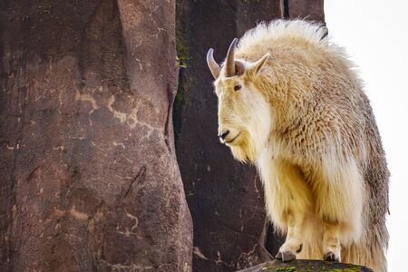 A white mountain goat standing on the rock, right after rainfall.の写真素材