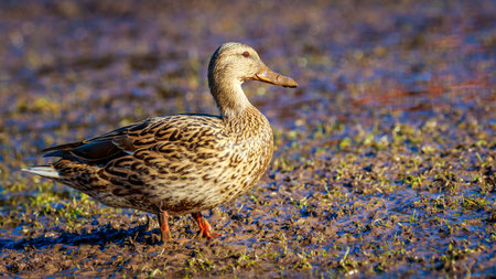 A female mallard duck strides across the wetland.の写真素材