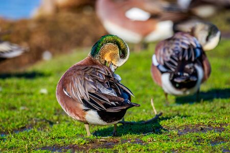 A male american wigeon duck combs his feather.の写真素材