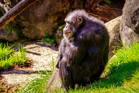 A really old chimpanzee sits on the ground, resting.の写真素材