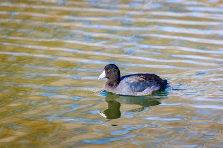 American Coot swim in the lake, with reflection in water.の写真素材