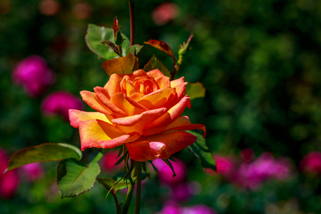 Beautiful rose blooms in Washington Park, International Rose Test Garden, Portland, Oregon.の写真素材