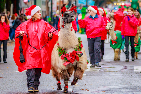 Portland, Oregon, USA - November 25, 2016: The Llamas of Southwest Washington in the annual My Macy's holiday Parade across Portland Downtown.のeditorial素材