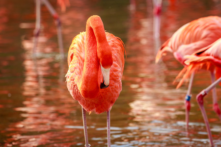 A group of American Flamingos wade in water.の写真素材
