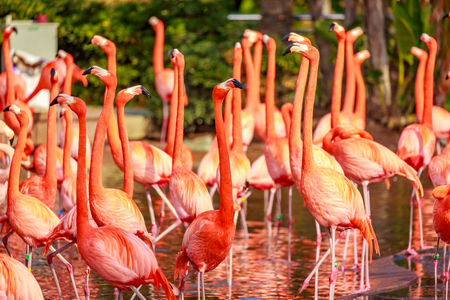 A group of American Flamingos wade in water.の写真素材