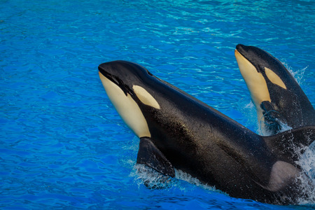 Two killer whales  (Orca) swim through water.の写真素材