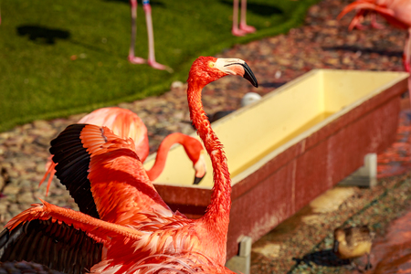A group of American Flamingos wade in water.の写真素材