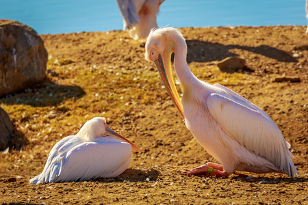 A group of Great White Pelicans rest by the lake.の写真素材