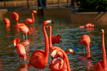 A group of American Flamingos wade in water.の写真素材