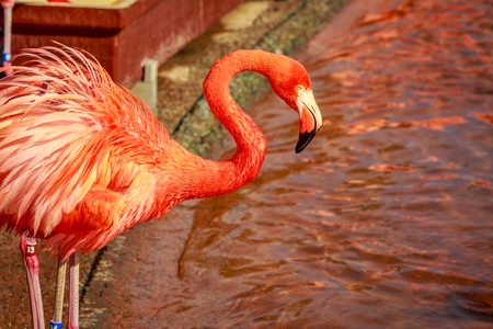 A group of American Flamingos wade in water.の写真素材