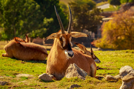 Group of Roan Antelope rest in circle, each facing different direction as safeguarding