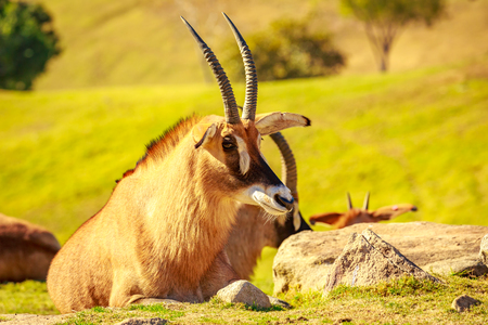 Group of Roan Antelope rest in circle, each facing different direction as safeguardingの写真素材