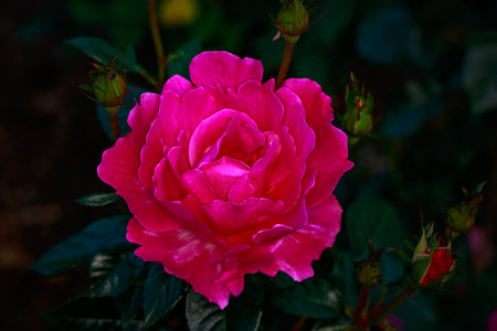 Fragrant Rose in Full Blossom. Washington Park Rose Garden, Portland, Oregonの写真素材