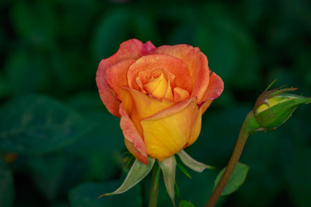 Fragrant Rose in Full Blossom. Washington Park Rose Garden, Portland, Oregonの写真素材