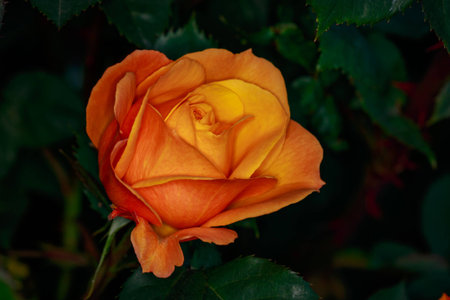 Fragrant Rose in Full Blossom. Washington Park Rose Garden, Portland, Oregonの写真素材