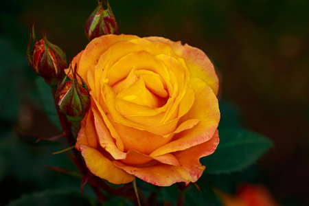 Fragrant Rose in Full Blossom. Washington Park Rose Garden, Portland, Oregonの写真素材