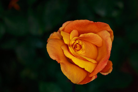 Fragrant Rose in Full Blossom. Washington Park Rose Garden, Portland, Oregon