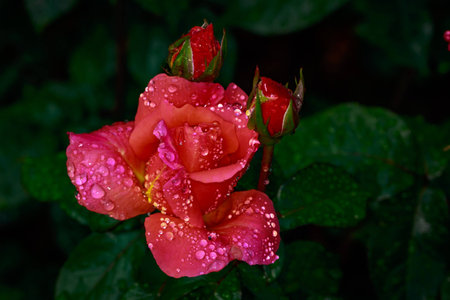 Fragrant Rose in Full Blossom. Washington Park Rose Garden, Portland, Oregon